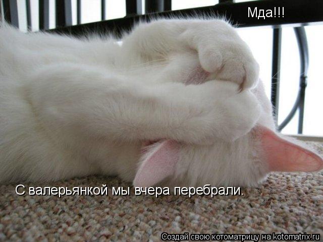 Мда!!! С валерьянкой мы вчера перебрали.... Котоматрица: Мда!!! С валерьянкой мы вчера перебрали.