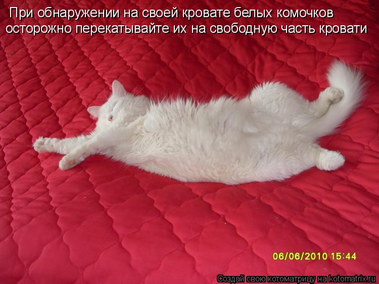 При обнаружении на своей кровате белых комочков осторожно перекатывайте их на свободную часть кровати... Котоматрица: При обнаружении на своей кровате белых комочков осторожно перекатывайте их на свободную часть кровати
