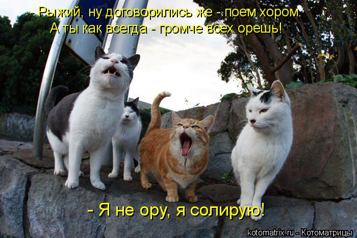 - Рыжий, ну договорились же - поем хором. А ты как всегда - громче всех орешь! - Я не ору, я солирую!... Котоматрица: - Рыжий, ну договорились же - поем хором. А ты как всегда - громче всех орешь! - Я не ору, я солирую!