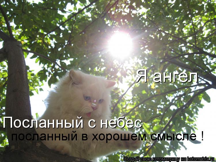 Я ангел Посланный с небес посланный в хорошем смысле !... Котоматрица: Я ангел Посланный с небес посланный в хорошем смысле !