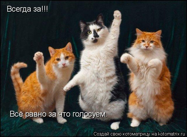 Всегда за!!! Всё равно за что голосуем.... Котоматрица: Всегда за!!! Всё равно за что голосуем.