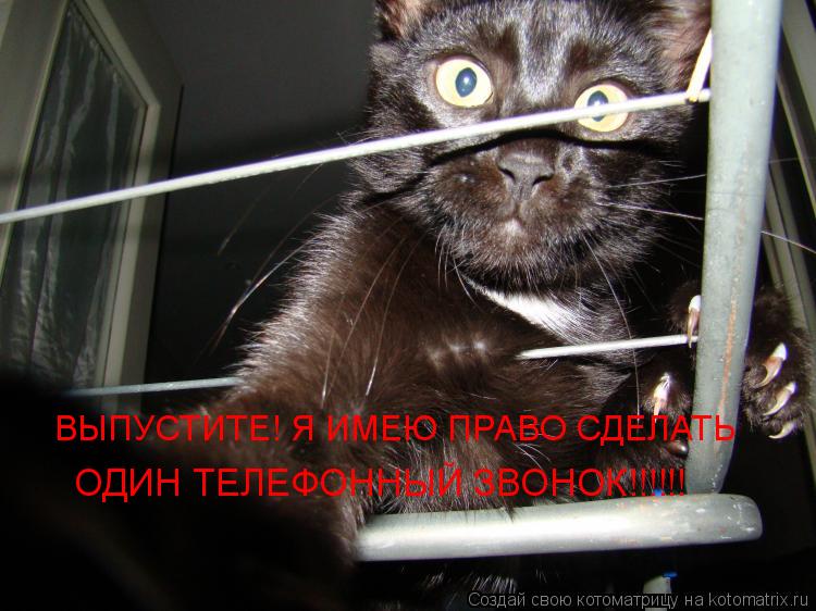 ВЫПУСТИТЕ! Я ИМЕЮ ПРАВО СДЕЛАТЬ ОДИН ТЕЛЕФОННЫЙ ЗВОНОК!!!!!!... Котоматрица: ВЫПУСТИТЕ! Я ИМЕЮ ПРАВО СДЕЛАТЬ ОДИН ТЕЛЕФОННЫЙ ЗВОНОК!!!!!!