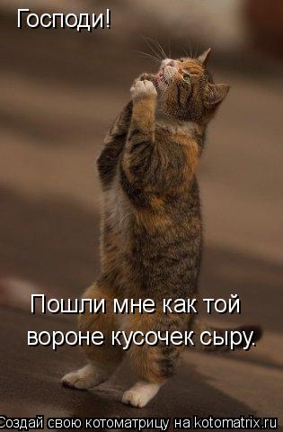 Господи! Пошли мне как той вороне кусочек сыру.... Котоматрица: Господи! Пошли мне как той вороне кусочек сыру.