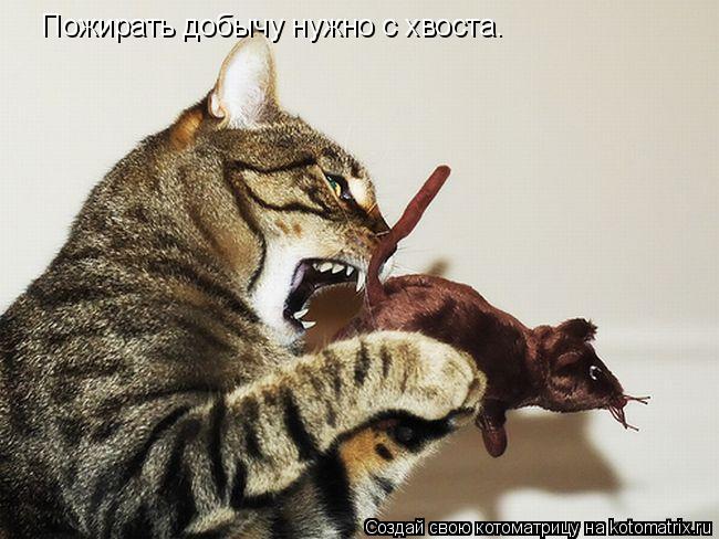 Пожирать добычу нужно с хвоста.... Котоматрица: Пожирать добычу нужно с хвоста.