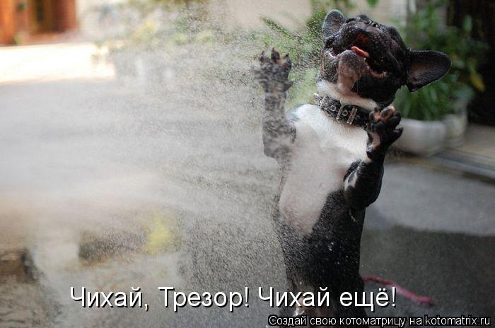 Чихай, Трезор! Чихай ещё!... Котоматрица: Чихай, Трезор! Чихай ещё!