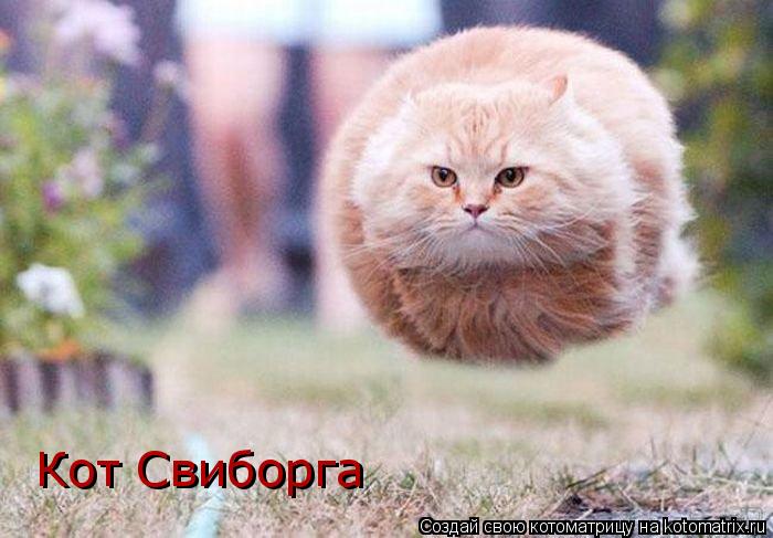 Кот Свиборга Кот Свиборга... Котоматрица: Кот Свиборга Кот Свиборга