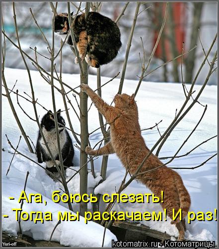 - Ага, боюсь слезать! - Тогда мы раскачаем! И раз!... Котоматрица: - Ага, боюсь слезать! - Тогда мы раскачаем! И раз!