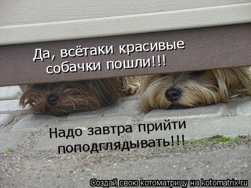 Котоматрица: Да, всётаки красивые собачки пошли!!! Надо завтра прийти поподглядывать!!!