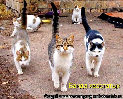 Банда хвостатых... Котоматрица: Банда хвостатых