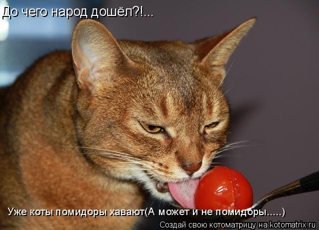 До чего народ дошёл?!... Уже коты помидоры хавают(А может и не помидоры.....)... Котоматрица: До чего народ дошёл?!... Уже коты помидоры хавают(А может и не помидоры.....)