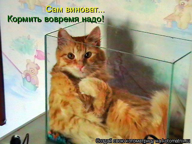 Кормить вовремя надо! Сам виноват...... Котоматрица: Кормить вовремя надо! Сам виноват...