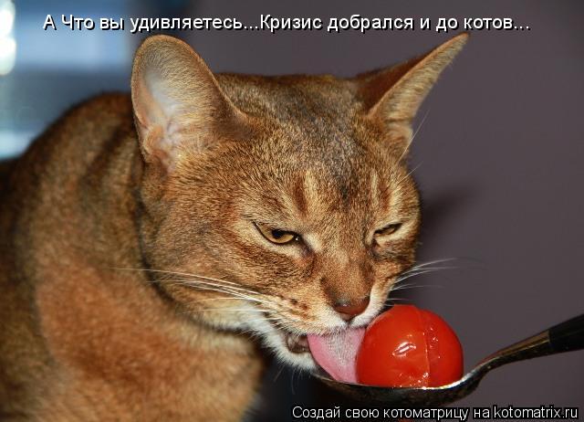 А Что вы удивляетесь...Кризис добрался и до котов...... Котоматрица: А Что вы удивляетесь...Кризис добрался и до котов...