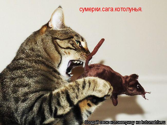 сумерки.сага.котолунья.... Котоматрица: сумерки.сага.котолунья.