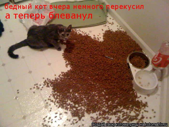 бедный кото вчера немного перекусил бедный кот вчера немного перекусил а теперь блеванул... Котоматрица: бедный кото вчера немного перекусил бедный кот вчера немного перекусил а теперь блеванул
