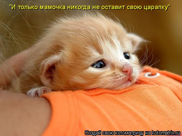 "И только мамочка никогда не оставит свою царапку"... Котоматрица: "И только мамочка никогда не оставит свою царапку"