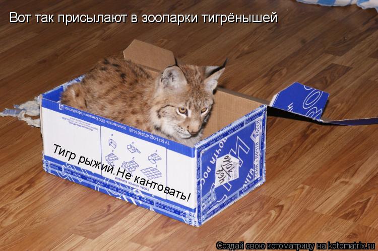 Вот так присылают в зоопарки тигрёнышей Тигр рыжий.Не кантовать!... Котоматрица: Вот так присылают в зоопарки тигрёнышей Тигр рыжий.Не кантовать!