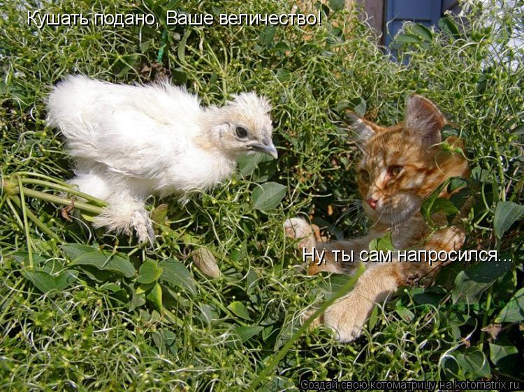 Кушать подано, Ваше величество! Ну, ты сам напросился...... Котоматрица: Кушать подано, Ваше величество! Ну, ты сам напросился...