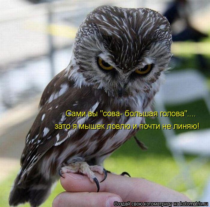 Сами вы "сова- большая голова".... зато я мышек ловлю и почти не линяю!... Котоматрица: Сами вы "сова- большая голова".... зато я мышек ловлю и почти не линяю!