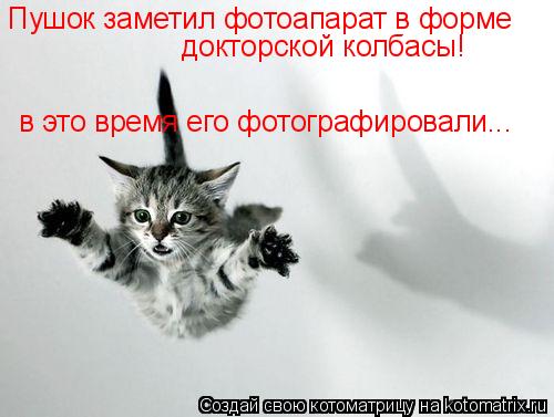 Пушок заметил фотоапарат в форме докторской колбасы! в это время его фотографировали...... Котоматрица: Пушок заметил фотоапарат в форме докторской колбасы! в это время его фотографировали...