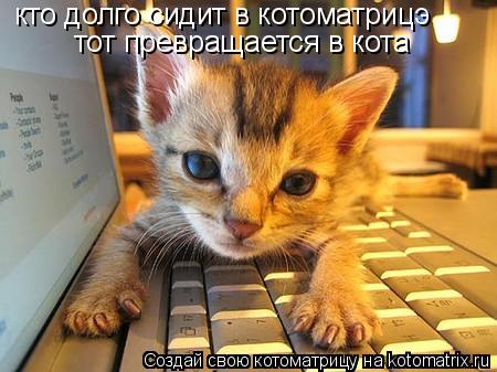 кто долго сидит в котоматрицэ тот превращается в кота... Котоматрица: кто долго сидит в котоматрицэ тот превращается в кота