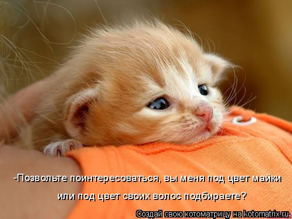 Котоматрица: -Позвольте поинтересоваться, вы меня под цвет майки  или под цвет своих волос подбираете?