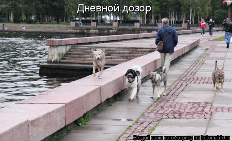 Котоматрица: Дневной дозор