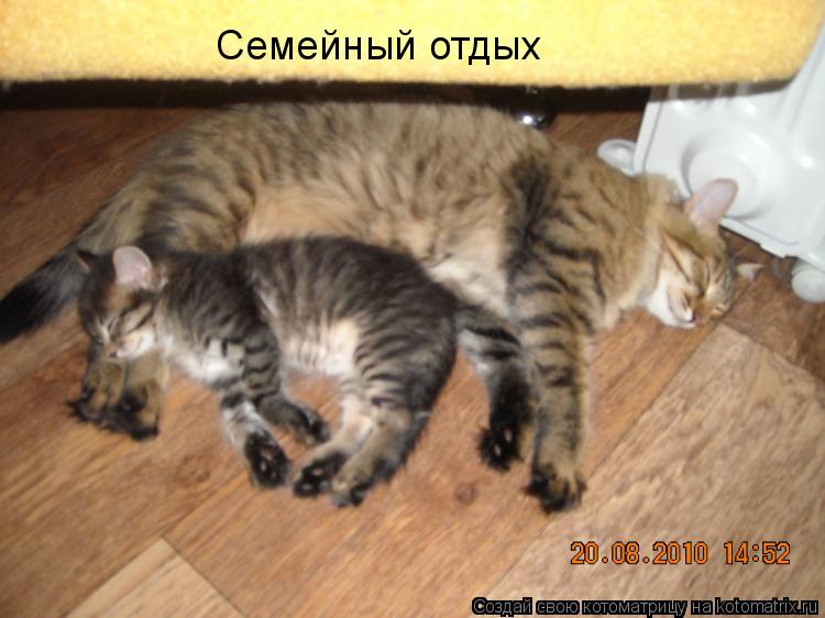 Котоматрица: Семейный отдых