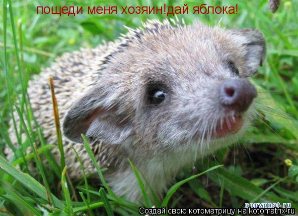Котоматрица: пощеди менят  пощеди меня хозяин!дай яблока!