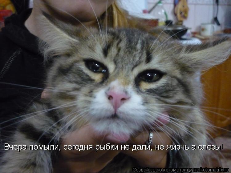 Котоматрица: Вчера помыли, сегодня рыбки не дали, не жизнь а слезы!