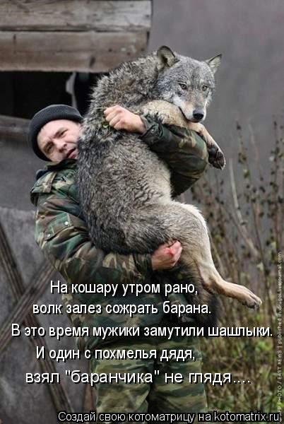 На кошару утром рано, волк залез сожрать барана. В это время мужики замутили шашлыки. И один с похмел... Котоматрица: На кошару утром рано, волк залез сожрать барана. В это время мужики замутили шашлыки. И один с похмелья дядя, взял "баранчика" не глядя....