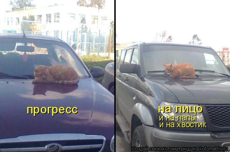 Котоматрица: прогресс на лицо и на лапы и на хвостик