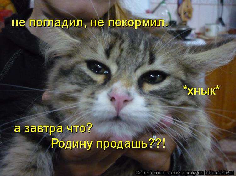Котоматрица: не погладил, не покормил. а завтра что?  Родину продашь??! *хнык*