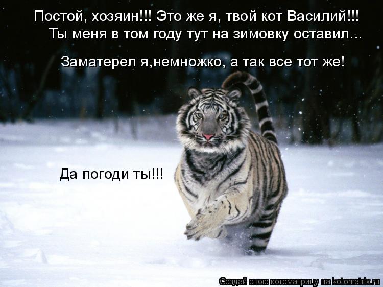 Котоматрица: Постой, хозяин!!! Это же я, твой кот Василий!!!  Ты меня в том году тут на зимовку оставил...  Заматерел я,немножко, а так все тот же!  Да погоди ты!!