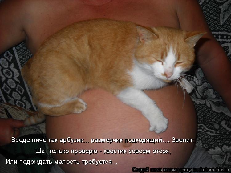 Котоматрица: Вроде ничё так арбузик... размерчик подходящий.... Звенит... Ща, только проверю - хвостик совсем отсох, Или подождать малость требуется...