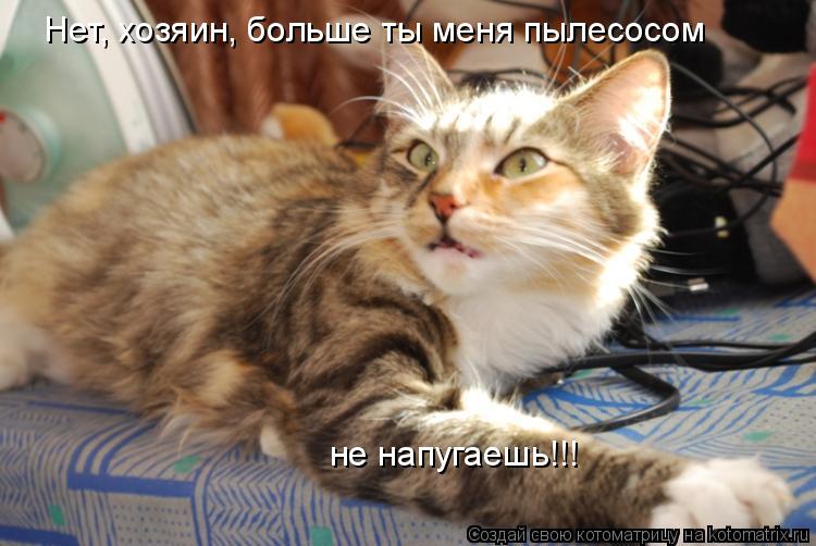 Котоматрица: Нет, хозяин, больше ты меня пылесосом  не напугаешь!!!