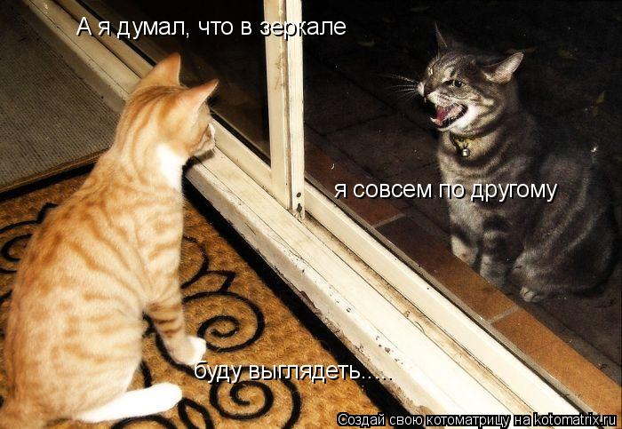 Котоматрица: А я думал, что в зеркале  я совсем по другому буду выглядеть.....