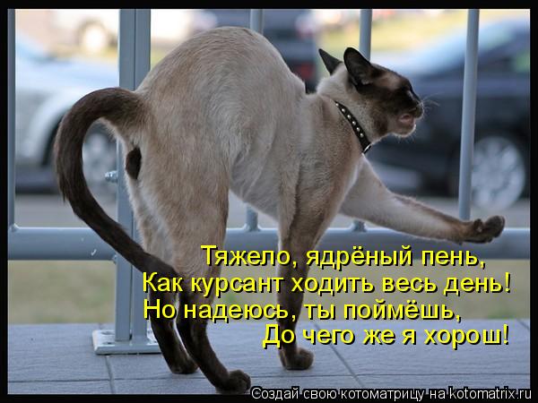 Тяжело, ядрёный пень, Как курсант ходить весь день! Но надеюсь, ты поймёшь, До чего же я хорош!... Котоматрица: Тяжело, ядрёный пень, Как курсант ходить весь день! Но надеюсь, ты поймёшь, До чего же я хорош!