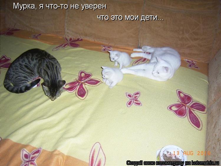 Мурка, я что-то не уверен что это мои дети...... Котоматрица: Мурка, я что-то не уверен что это мои дети...