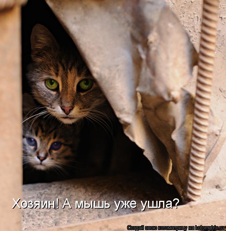 Хозяин! А мышь уже ушла?... Котоматрица: Хозяин! А мышь уже ушла?