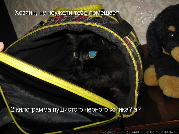 Хозяин, ну неужели тебе помешает 2 килограмма пушистого черного котика? а?... Котоматрица: Хозяин, ну неужели тебе помешает 2 килограмма пушистого черного котика? а?