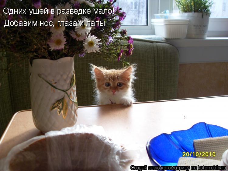 Одних ушей в разведке мало! Добавим нос, глаза и лапы... Котоматрица: Одних ушей в разведке мало! Добавим нос, глаза и лапы