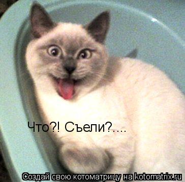 Что?! Съели?....... Котоматрица: Что?! Съели?....