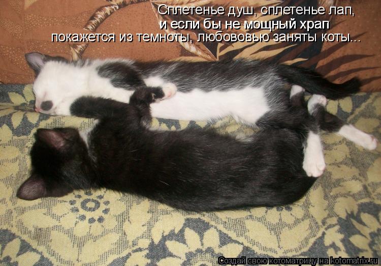 Сплетенье душ, сплетенье лап, и если бы не мощный храп и если бы не мощный храп покажется из темноты,... Котоматрица: Сплетенье душ, сплетенье лап, и если бы не мощный храп и если бы не мощный храп покажется из темноты, любововью заняты коты...