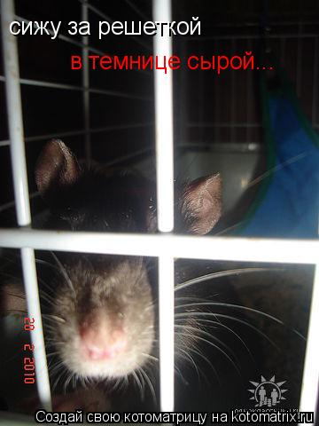 сижу за решеткой в темнице сырой...... Котоматрица: сижу за решеткой в темнице сырой...