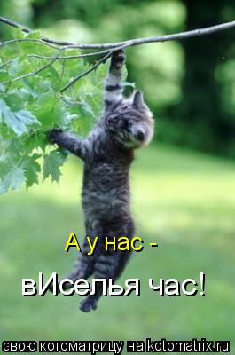 Котоматрица: А у нас -  вИселья час!