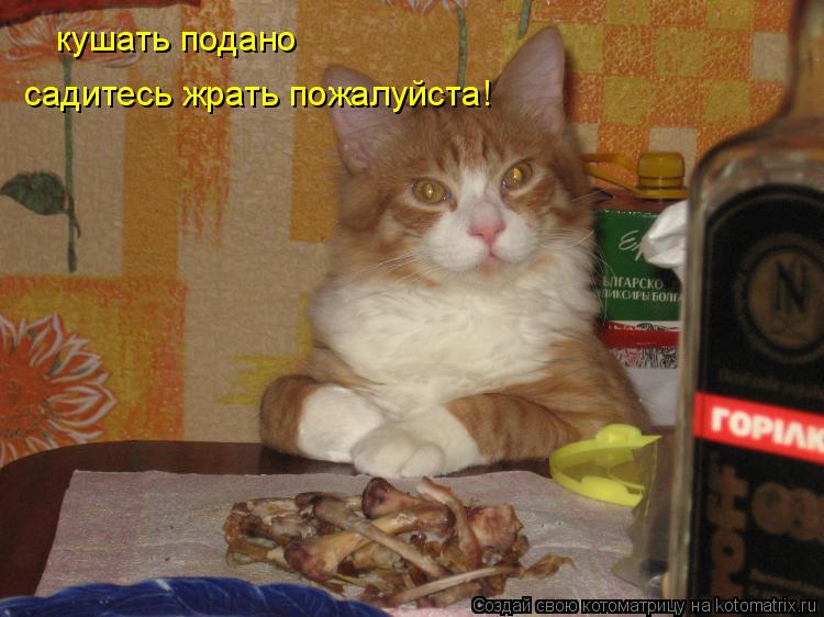 кушать подано садитесь жрать пожалуйста!... Котоматрица: кушать подано садитесь жрать пожалуйста!