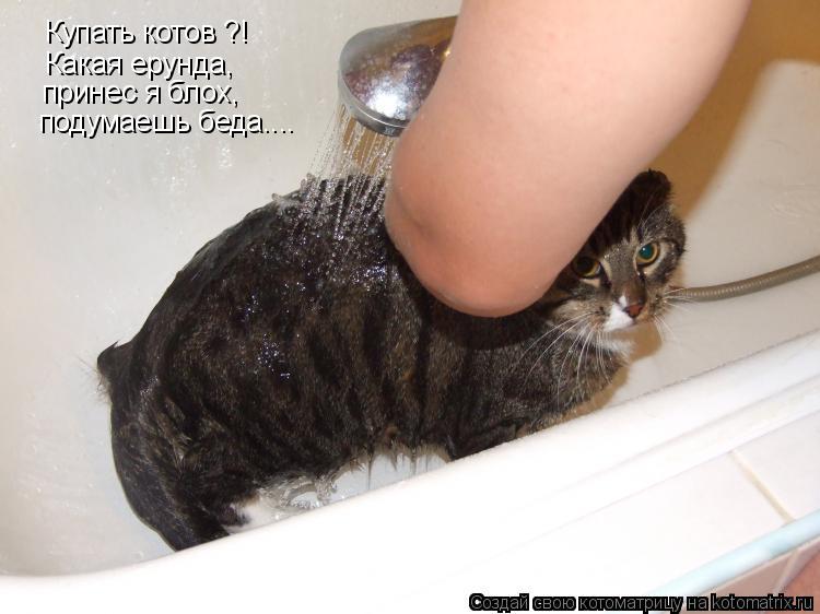 Купать котов ?! Какая ерунда, принес я блох, подумаешь беда....... Котоматрица: Купать котов ?! Какая ерунда, принес я блох, подумаешь беда....