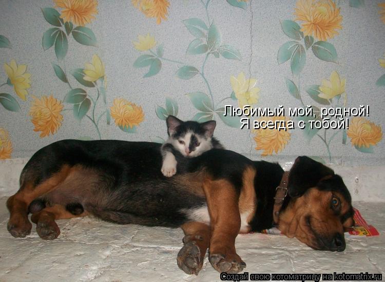 Любимый мой, родной! Я всегда с тобой!... Котоматрица: Любимый мой, родной! Я всегда с тобой!