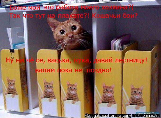 Боже мой это работа моего хозяина?( Так что тут на плакате?! Кошачьи бои? Ну ни чё се, васька, нука, ... Котоматрица: Боже мой это работа моего хозяина?( Так что тут на плакате?! Кошачьи бои? Ну ни чё се, васька, нука, давай лестницу! валим пока не поздно!