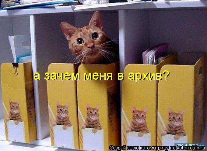 а зачем меня в архив?... Котоматрица: а зачем меня в архив?